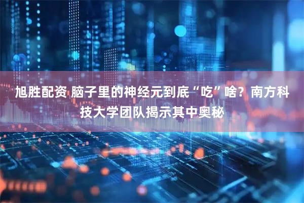 旭胜配资 脑子里的神经元到底“吃”啥？南方科技大学团队揭示其中奥秘